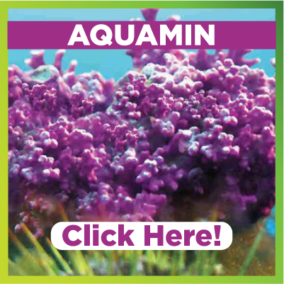 Benefits of Aquamin