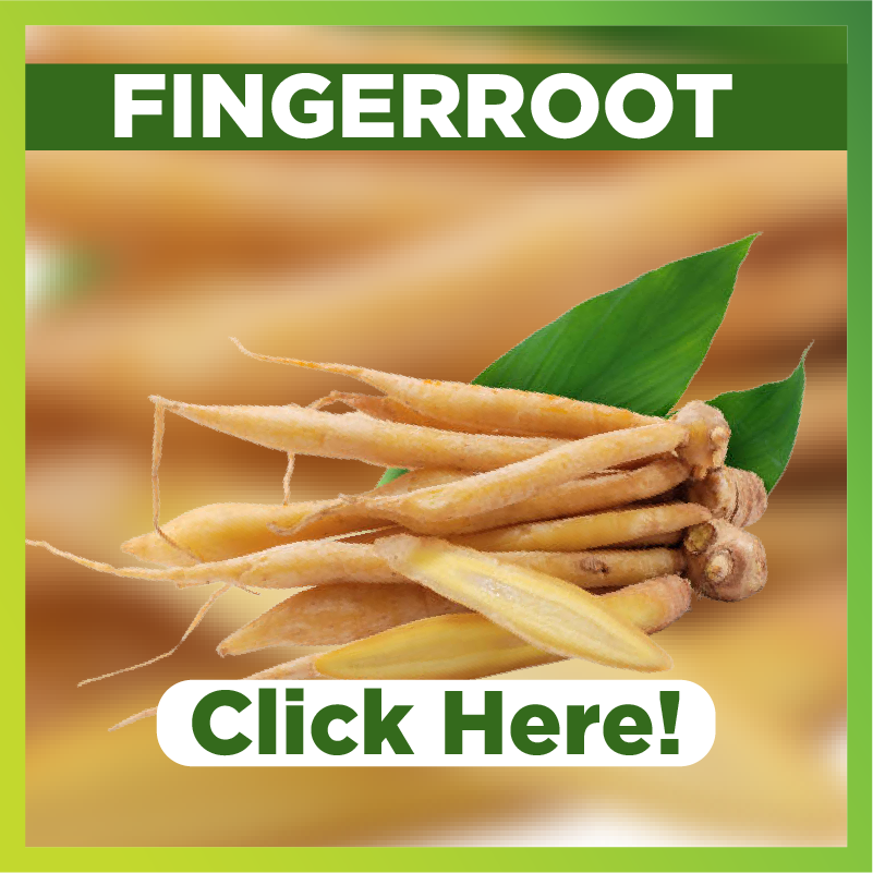 Benefits of Fingerroot