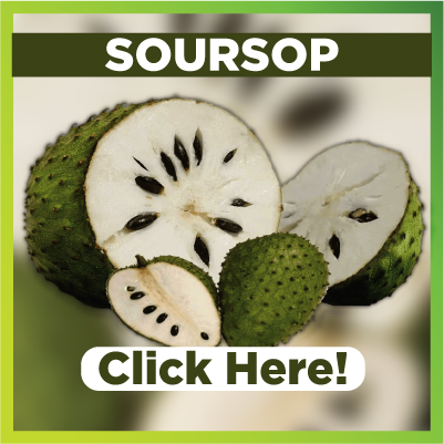 Benefits of Soursop